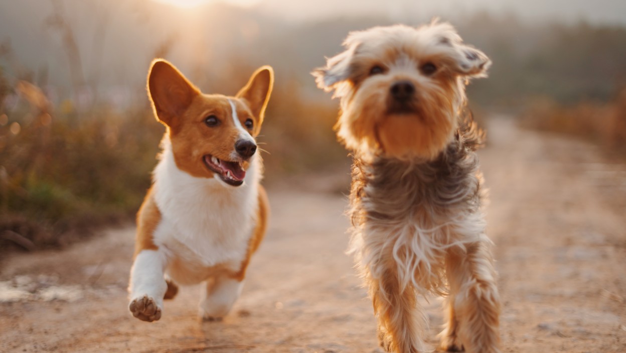 Two small dogs running at the photographer.