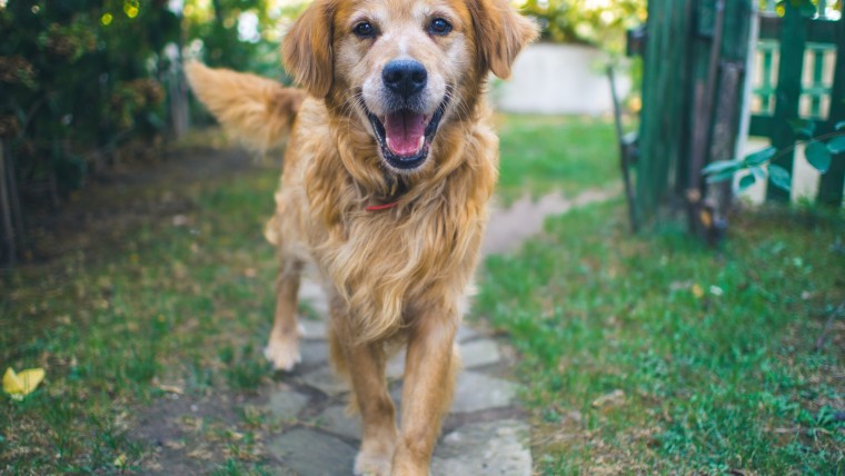 An older dog running toward the camera on a stone path with greenery in the background.