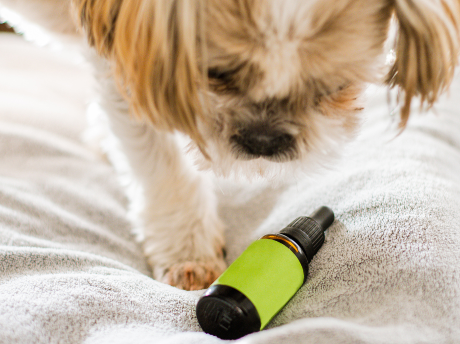 Can you give dogs CBD oil?