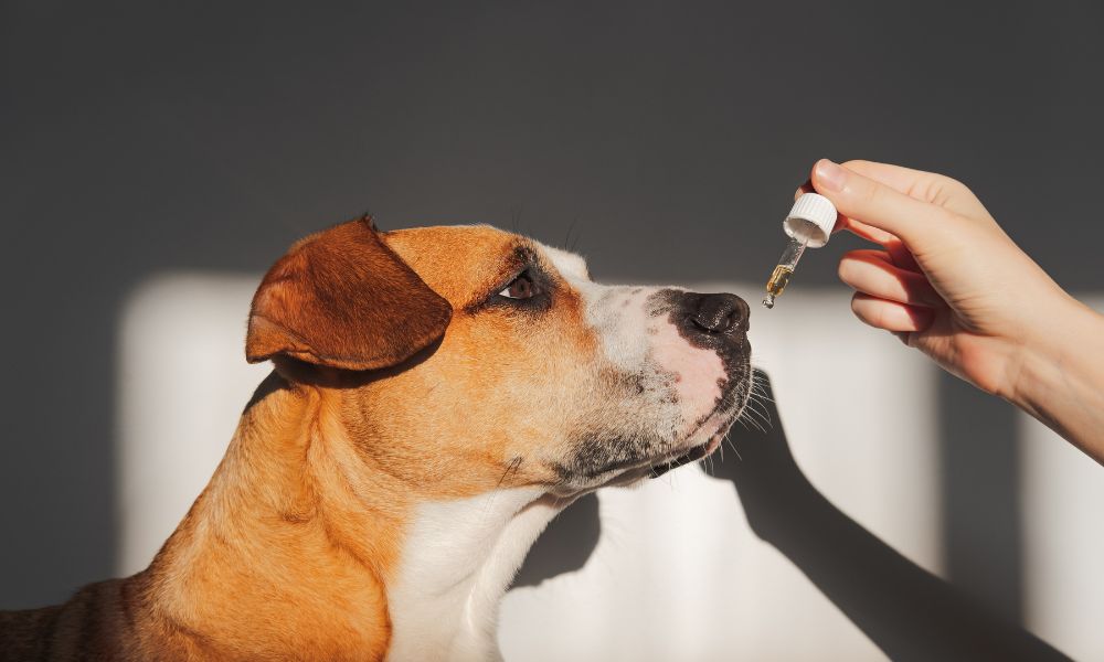 The Benefits of Organic Hemp Oil for Dogs