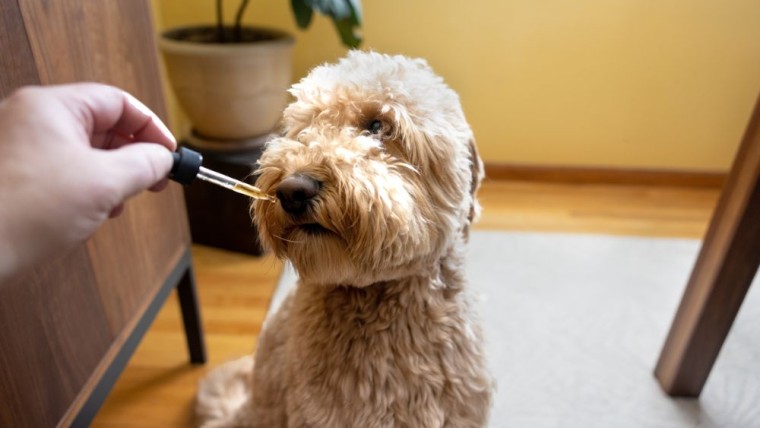Exploring CBD Benefits for Dogs: How much CBD Oil should I give my dog?