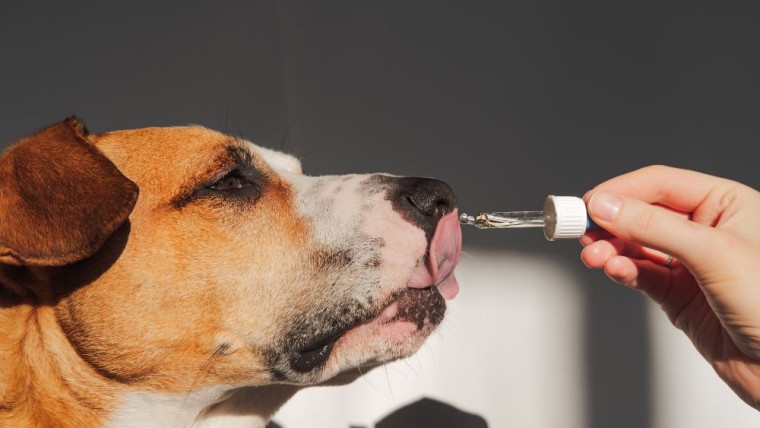 Hemp Oil Explosives for Dog Pain Relief