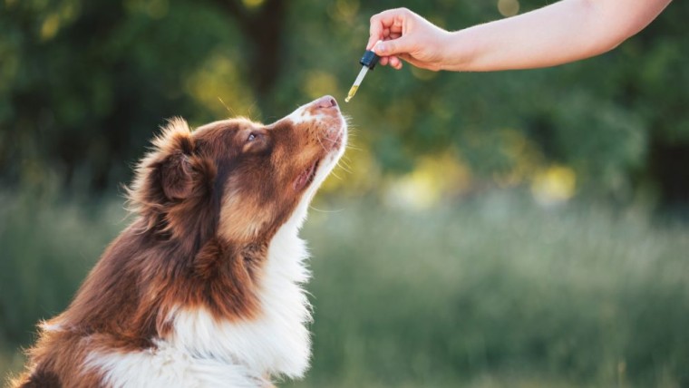Can Dogs Have CBD Oil?