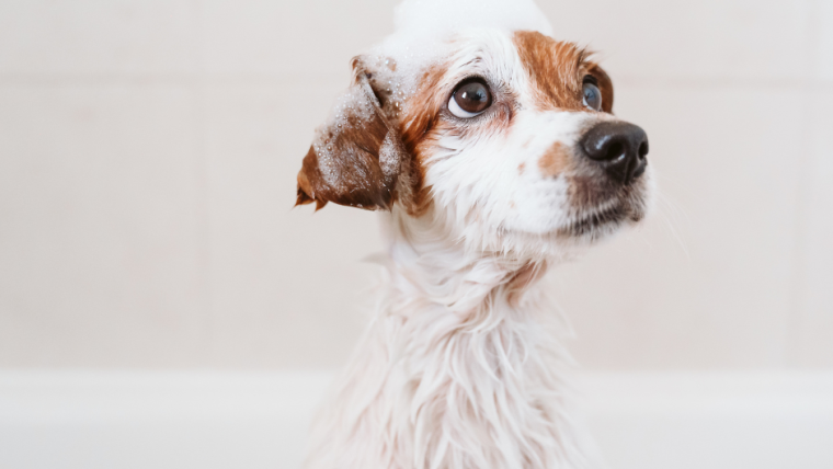 CBD Shampoo for Pets by Voyager