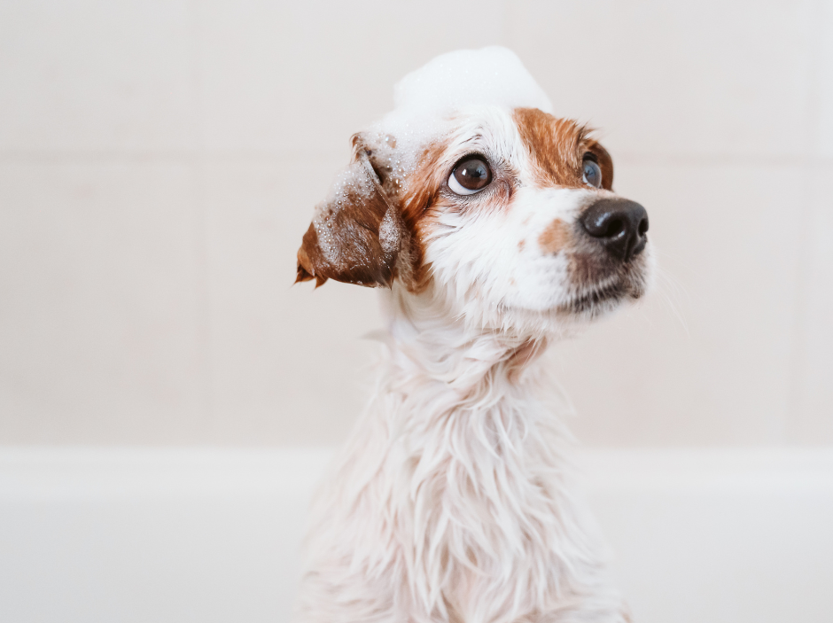 CBD Shampoo for Pets by Voyager