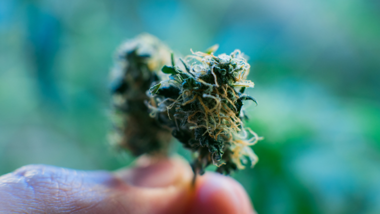 What are the benefits of strain-specific CBD extracts?
