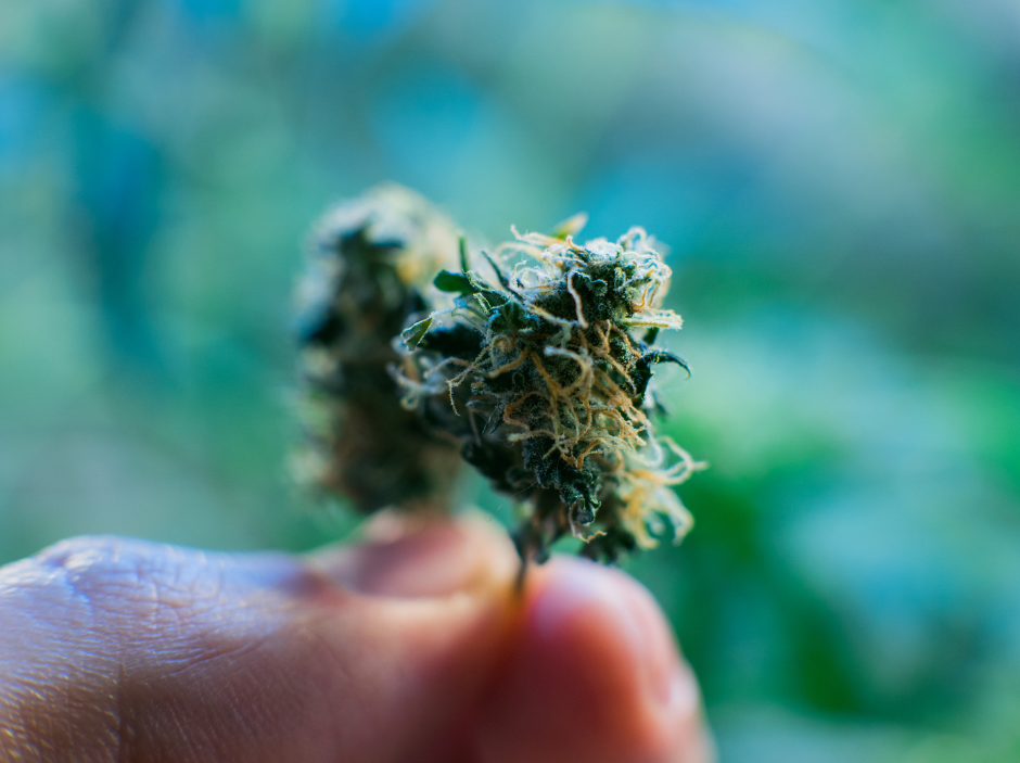 What are the benefits of strain-specific CBD extracts?